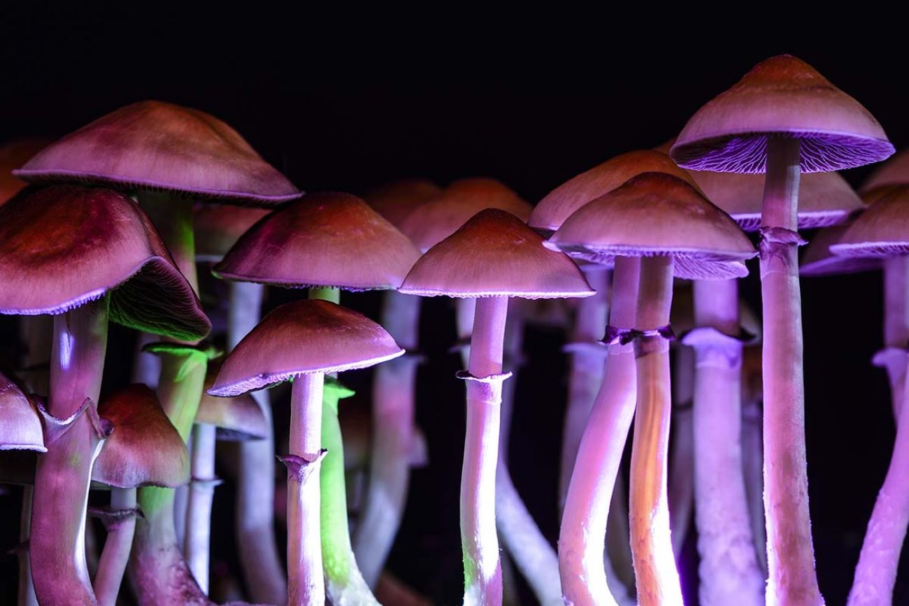 How can I find a reputable online source to buy shrooms?