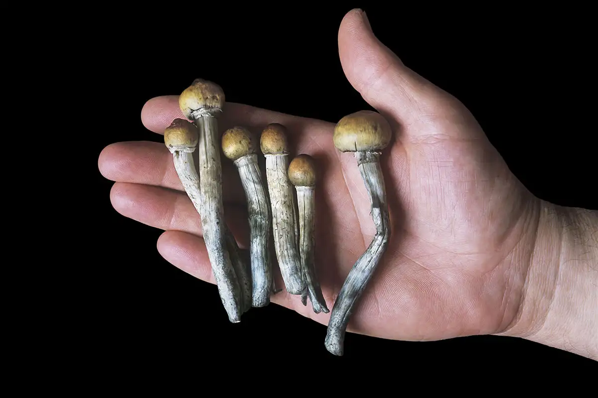 What are magic mushrooms and how are they different from regular mushrooms?