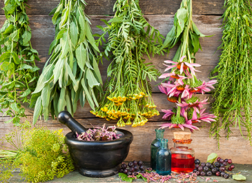 Healing Power of Nature: Traveling Through Herbal Remedies